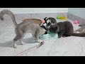 CLASSIC Dog and Cat Videos😺1 HOURS of FUNNY Clips😻🐈