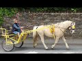 Incredible  Appleby Horse Fair Women Horse Riders on Carriage Cart  Cabalgata