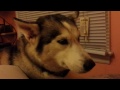 Husky with the Hiccups