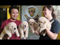 INGIN TAHU ! Harga Anak Anjing GOLDEN RETRIEVER di Golden Valley kennel || AUTO LANGSUNG BELI