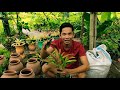 How to plant Bromeliads?