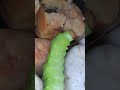 Luna moth caterpillar