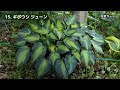 【ガーデニング】おぎはら植物園！6月の今本当に売れてる人気の宿根草18選を紹介！Gardeninng ・あしかがフラワーパーク・代々木公園・中之条ガーデンズ・服部ファームガーデン・花菜ガーデン