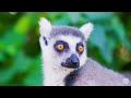 OUR PLANET: THE WORLD WILDLIFE - 8K VIDEO ULTRA [60FPS] - With Relaxing Music (Colorfully Dynamic)