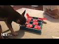 Yodel tries the dog puzzle! (Level 2) | Part 3