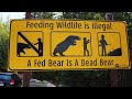 Why the Whistler Bike Park is Filled with Bears