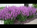 Salvia Variety Comparison | Walters Gardens