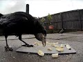 Rook Enjoying an Egg for Breakfast