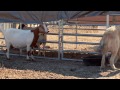 Goats vs. Kudzu on the Beltline