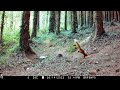 Wildlife Activity in the Forest 5