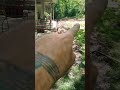 French drain install