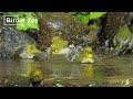 メジロの水浴び『大騒ぎ』　Japanese White-eye festive bathing