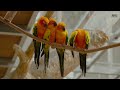 Sun Conure Parrot | Most Colorful Birds In 4K UHD | Birds Sound