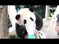Special Way Of How Mama Panda Loves Her Baby