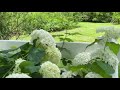 Hydrangeas - How to Keep Them Upright with Kelly Lehman