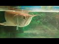 Feeding time my 8months solver arowana