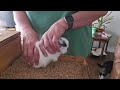 How to pose a 2 week old Jersey Wooly bunny for show!