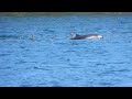 Pacific White Sided Dolphins at San Juan Island!