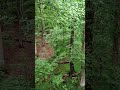 ShibbysVideos is live! Nature Sounds