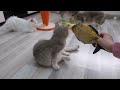 Funny cat playing with stuffed fish