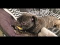 #lovedogs #peppathepug - first time eating a piece of Rigatoni pasta .