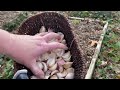 Making Leaf Mold ~ Autumn Garden and Compost Prep 🍃🍁🍂 (and planting 🧄)