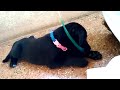 Berry | Black Labrador | When she was 2 months old.