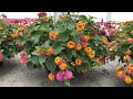 Coleus, Petunias, Calibrachoa, Salvia_WA 6.7.24