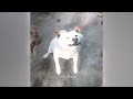 So Funny! Funniest Cats and Dogs 2024 😘😸 Best Funny Videos compilation Of The Month 😹😂