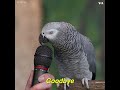 Talking Parrot | VOANews