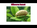 Insects Names | Insects Names in English with pictures | Insects Vocabulary for Kids