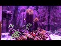 Rainbow anemone biocube 14 gallons