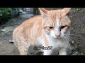 Unyik Vs Oyen  | Orange cat fighting against gray cat !