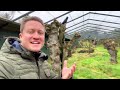 Parrot Heaven & 500m2 Aviary - Riesige Voliere und seltene Kakadus - with Subtitles