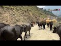 Natural Beauty of Organic Nepali Mountain Village || very relaxing and peaceful village lifestyle