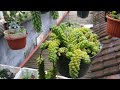 UNBOXING TANAMAN SUKULEN TANPA BONGKAR POT #secculent #sukulen #tanamanhias #sukulent #SEDUM#kaktus