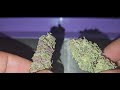 New Cannabis Strain 2024 - Purple Amnesia Harvest & Trim - Amnesia X Purple Punch Weed