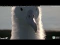 24.08.01 Royal Albatross Cam - 美麗的小信特寫 Beautiful TF chick close-up