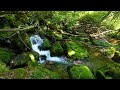 Magical Forest Sounds, Bird Song, Babbling Brook, Nature Sounds, ASMR