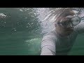 Underwater Adventure at Shark Bay