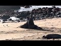 Protective Male Elephant Seal