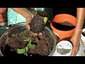 How to repot Holy Basil Plant जल्दी बढेंगी तुलसी, ऐसे रीपॉट करें गमलों में तुलसी के पौधे @richscenic