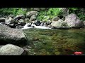 Forest Stream Relaxing River Sounds | Rivers Nature Ambience for Relaxation | CALMING RIVER SOUNDS