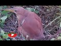 Detik detik burung blekok/bambangan sawah merah menetas dua bayi lincah
