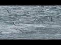 Belfast Gulls & Terns