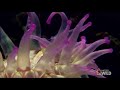 sea anemone kill fish