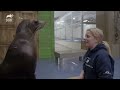 A Day of Seals and Sea Lions | The Aquarium: A Deeper Dive