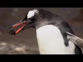 Penguins: The story of the Birds That Wanted To Be Fish | Go Wild