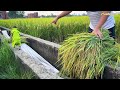 Farmer Bibi harvests rice in the field with Dad!