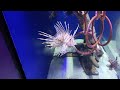 Lionfish